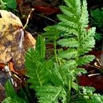 Tanacetum macrophyllum 葉