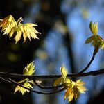 Acer shirasawanum Leaf