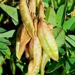 Astragalus frigidus Fruit