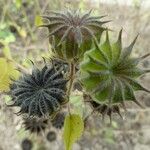 Abutilon theophrasti Frukt
