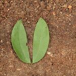 Julbernardia pellegriniana Hoja