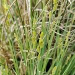 Carex canescens Feuille