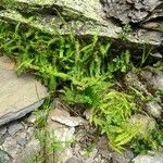 Athyrium distentifolium Habitus