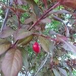 Prunus cerasifera फल