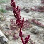 Oxybasis chenopodioides ফুল