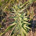 Euphorbia esula Leaf