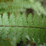Asplenium formosum Leaf