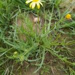 Senecio glaucus Habit