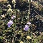 Scabiosa canescens Flors