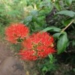 Combretum constrictum Fleur