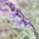 Nepeta nepetella 花