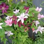 Clematis patens Blomst