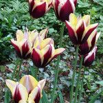 Tulipa grengiolensis Staniste