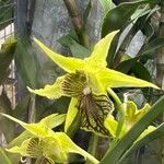 Dendrobium macrophyllum Flower