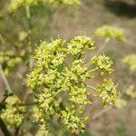 Peucedanum alsaticum Blüte