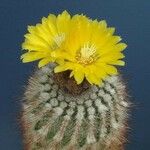 Parodia microsperma Flor