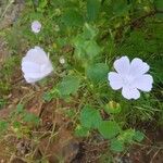 Malva hispanica Altro