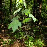 Acer pseudoplatanus Агульны выгляд