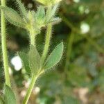 Lotus angustissimus Leaf