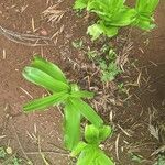 Crinum latifolium Feuille