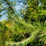 Larix laricina Листок