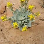 Physaria chambersii Flor