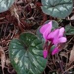 Cyclamen coum Цветок