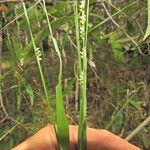 Setaria gausa Flower