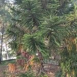 Araucaria luxurians ᱛᱟᱦᱮᱸ