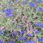 Glandora prostrata 花