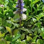 Ajuga pyramidalisBlomst