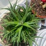 Haworthia attenuata পাতা