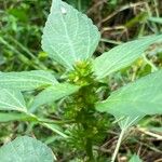 Acalypha virginica Blatt