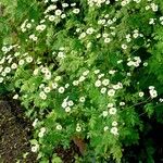 Tanacetum parthenium 整株植物