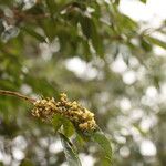 Dialium tessmannii Flor