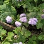 Ageratum houstonianum Flor