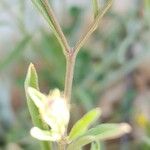 Zoegea leptaurea 樹皮