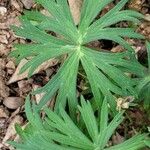 Delphinium tricorne Leaf