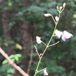 Desmodium paniculatum Цветок