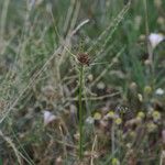 Allium oleraceum Fruit