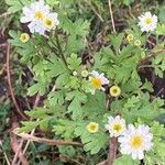 Tanacetum parthenium Květ