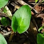 Arisarum simorrhinum Blad