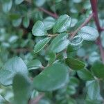 Myrsine africana Likasa