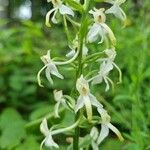 Platanthera bifoliaBlomst