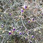 Psorothamnus schottiiFlower