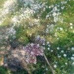 Valeriana dioica फूल