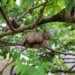 Ungnadia speciosa Fruit