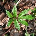 Cardamine heptaphylla Liść