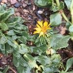 Grindelia squarrosa Kukka