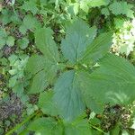 Imperatoria ostruthium Likasa